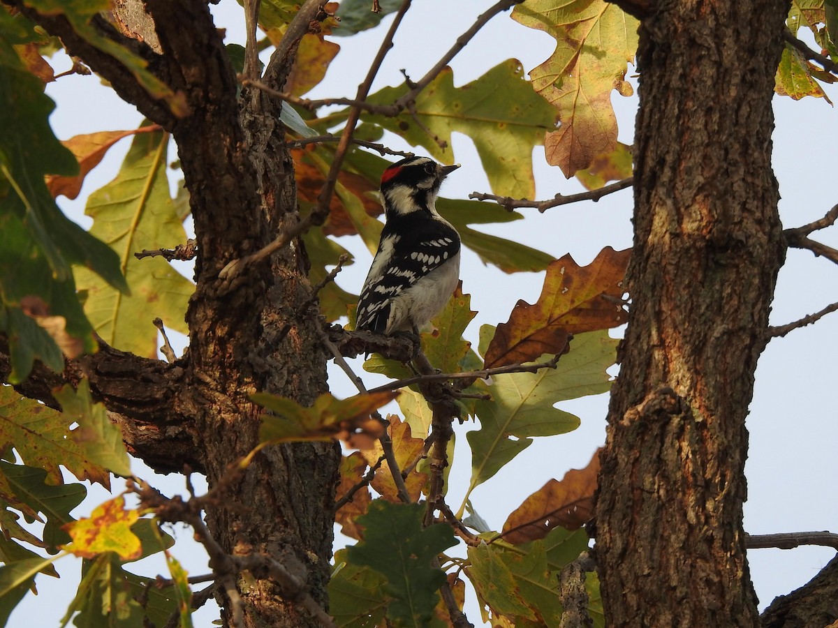 eBird Checklist - 24 Oct 2026 - Pine Dunes Forest Preserve - 35 species