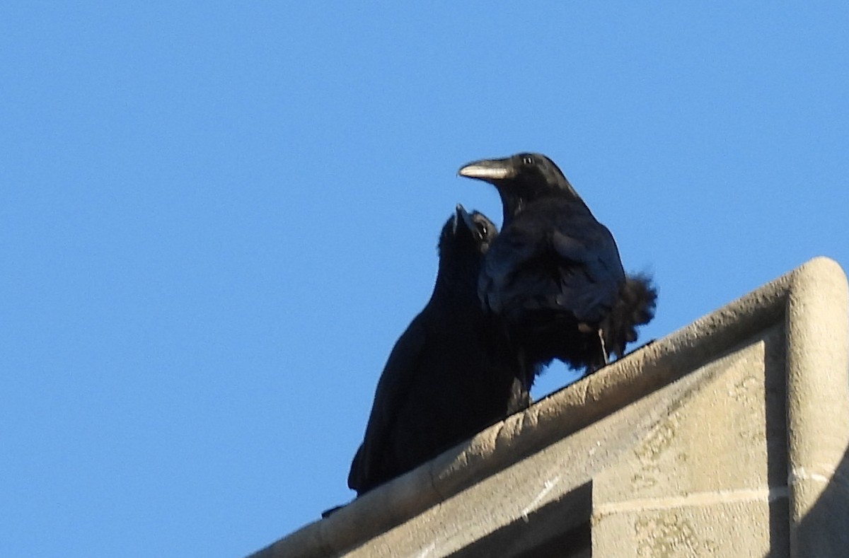 eBird Checklist - 20 Oct 2026 - Bowdoin College - 22 species