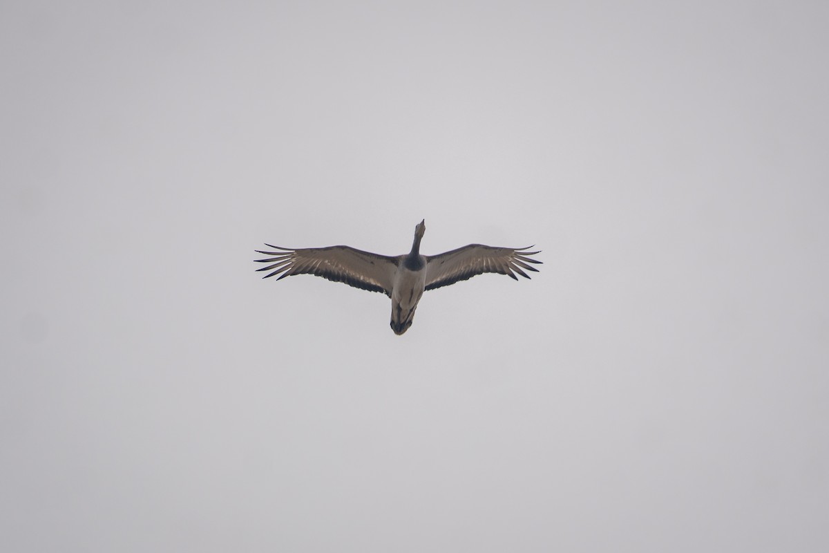 eBird Checklist - 24 Oct 2026 - 京西稻智慧农场 (Jingxi Rice Smart Farm) - 17 ...