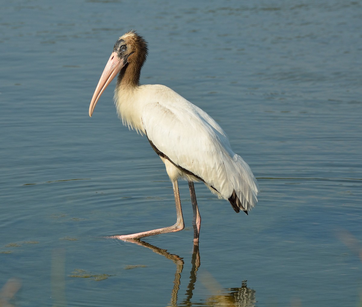 Wood Stork - Jason Denesevich