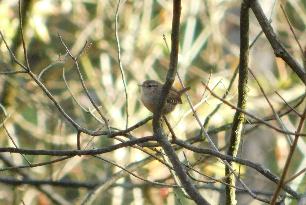 eBird Checklist - 24 Oct 2026 - Higginsville Road area - 52 species (+2 ...