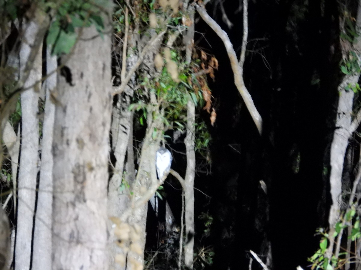 eBird Checklist - 12 Oct 2026 - 8 Tully Falls Rd, Ravenshoe AU-QLD (-17 ...