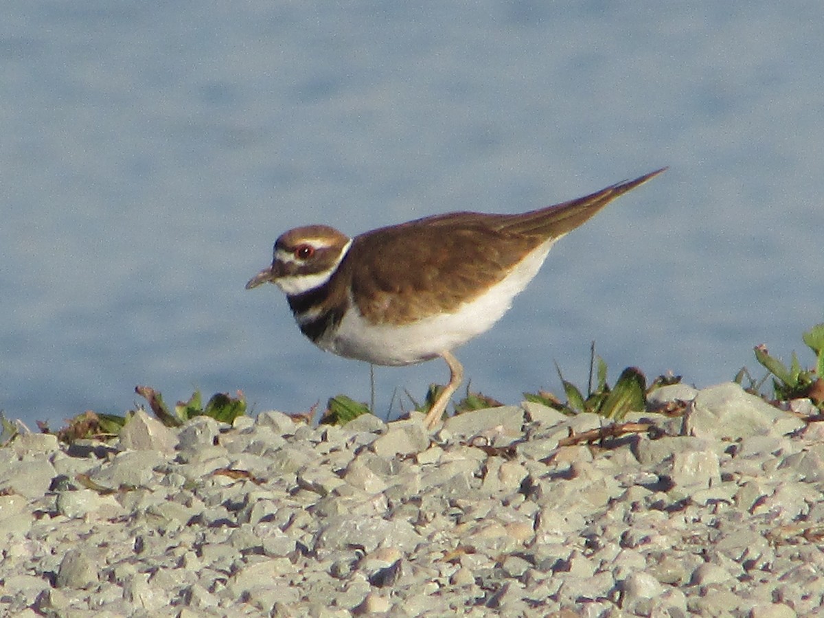 eBird Checklist - 24 Oct 2026 - Shirley Sanitation Ponds - 4 species