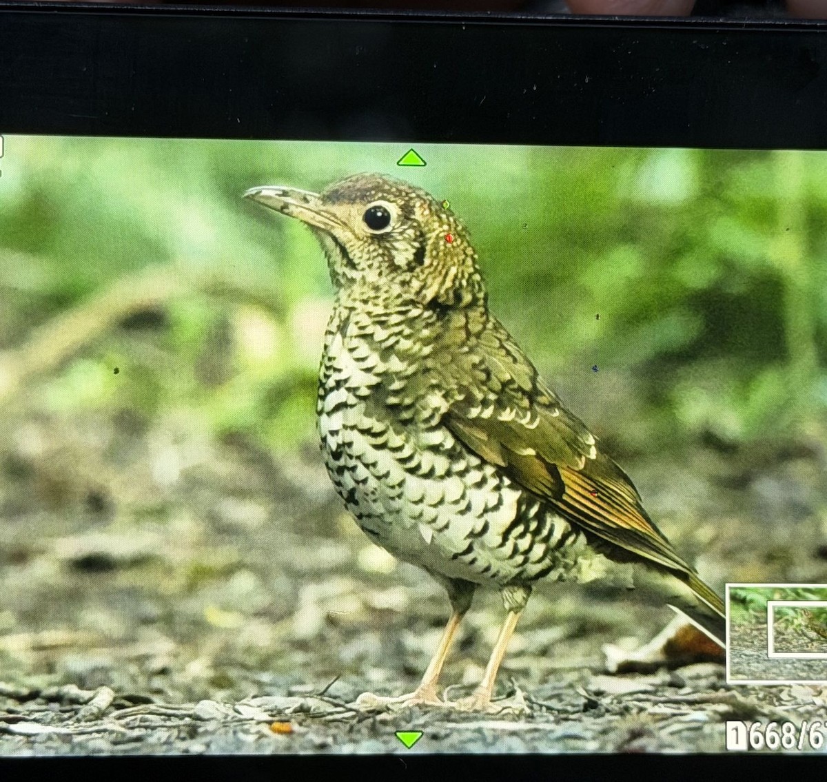 eBird Checklist - 4 Oct 2026 - Melba Gully State Park - 7 species