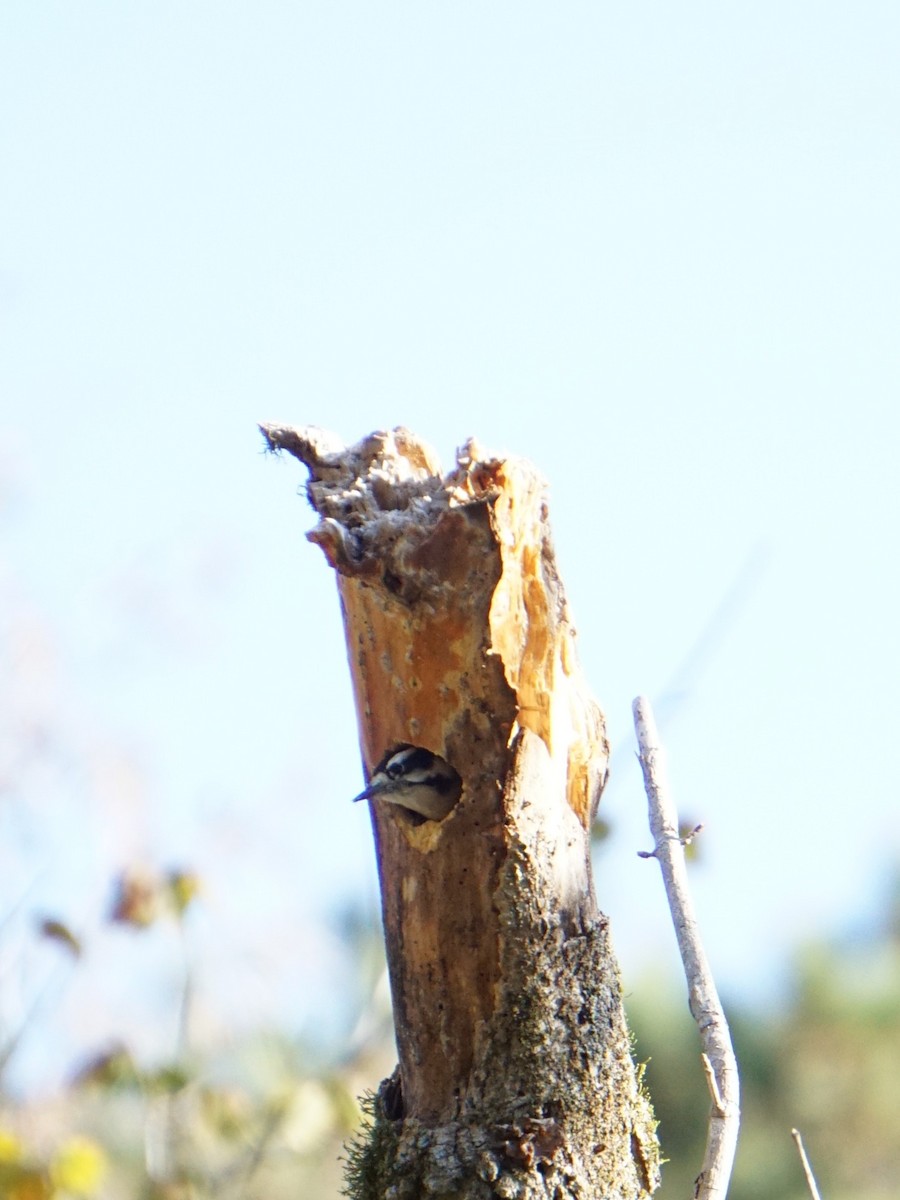 eBird Checklist - 24 Oct 2026 - Murphey Candler Park - 25 species