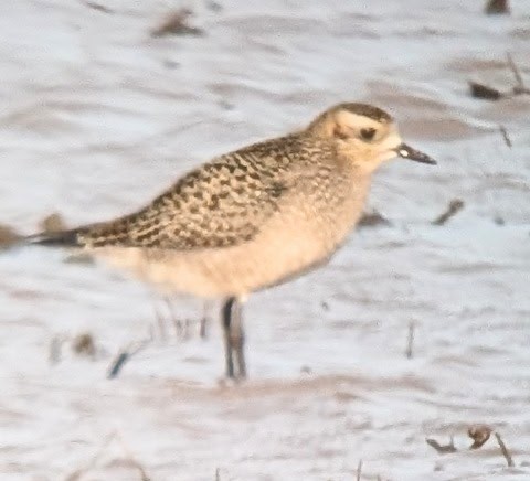 eBird Checklist - 22 Oct 2026 - 2652 North Road 21, Garden City, Kansas ...