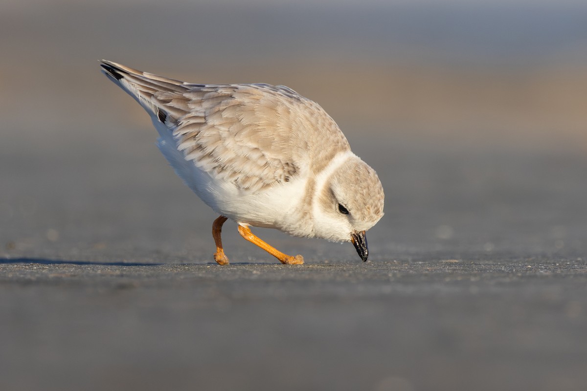 eBird Checklist - 24 Oct 2026 - Fort De Soto Park - Outback Key - 48 ...