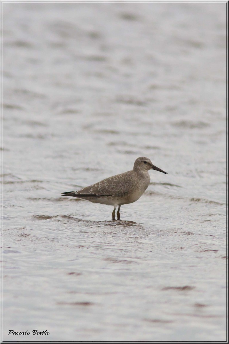 Red Knot - Pascale Berthe