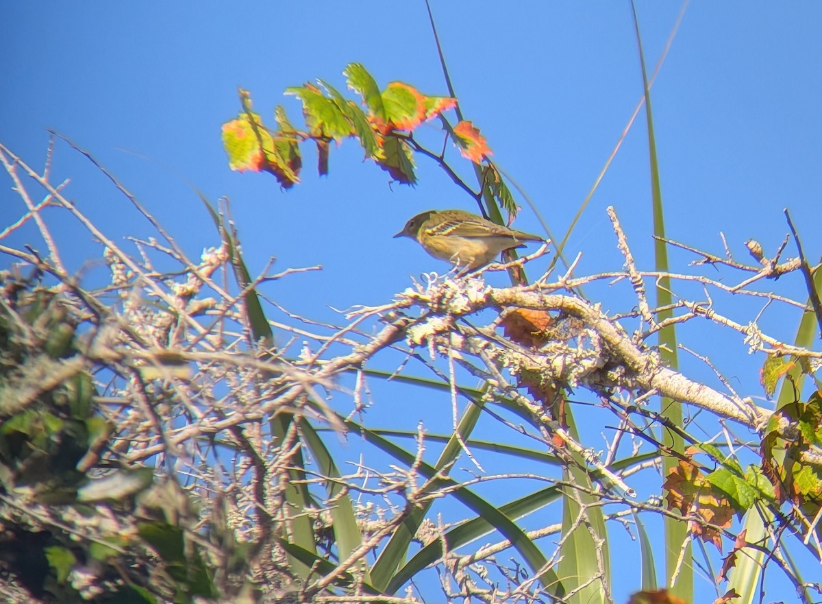 eBird Checklist - 24 Oct 2026 - Cape Canaveral National Seashore ...