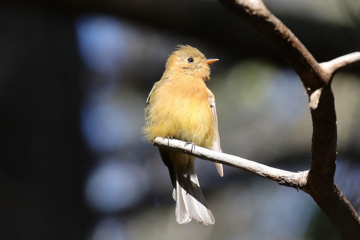 Tufted Flycatcher - ML66752171