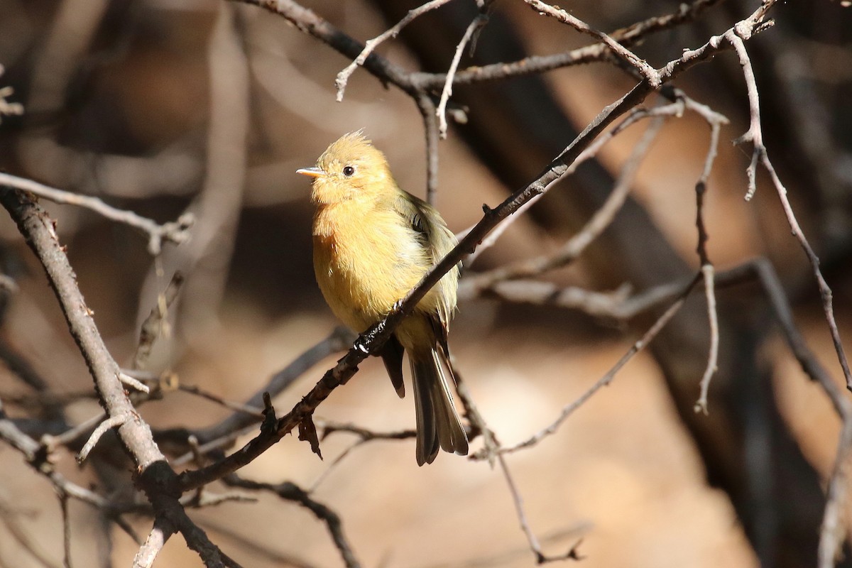 Tufted Flycatcher - ML66752221