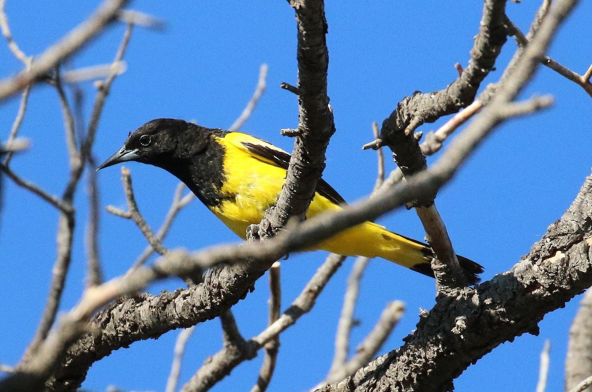 Scott's Oriole - ML66752381