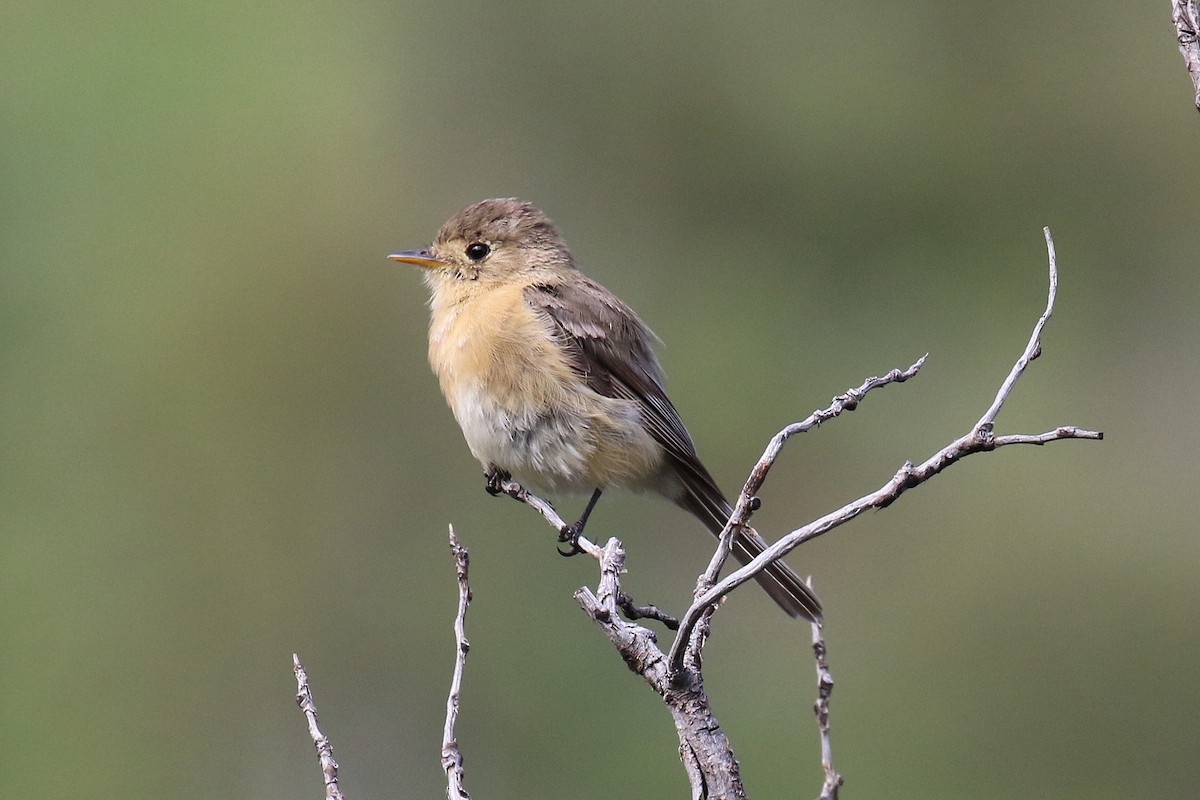 Buff-breasted Flycatcher - ML66752401