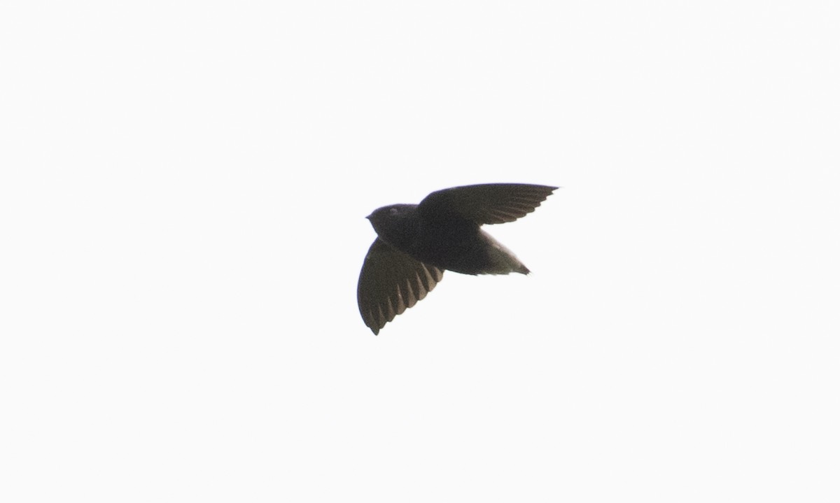 Short-tailed Swift - ML66752411