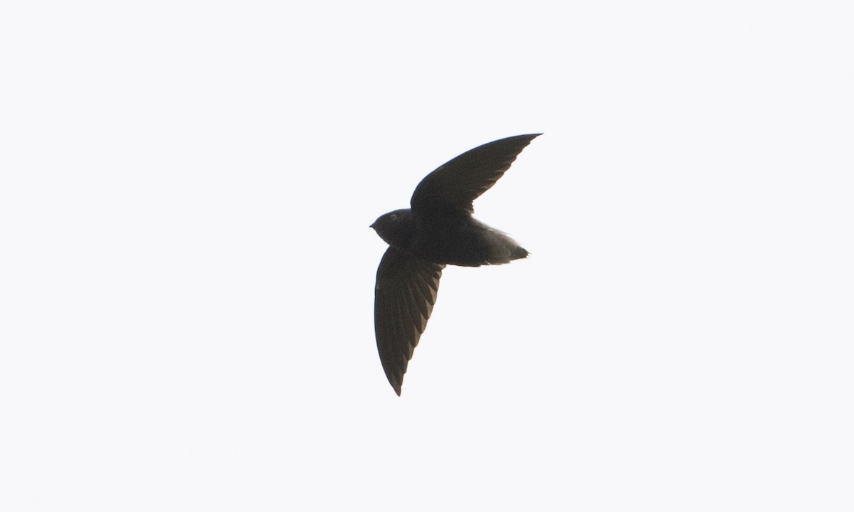 Short-tailed Swift - ML66752421