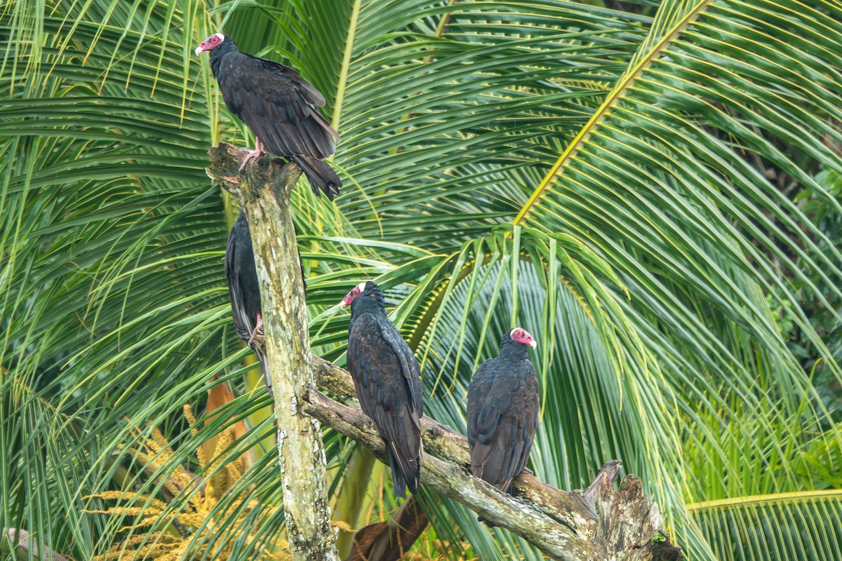 eBird Checklist - 4 Oct 2026 - Grande Riviere - 13 species