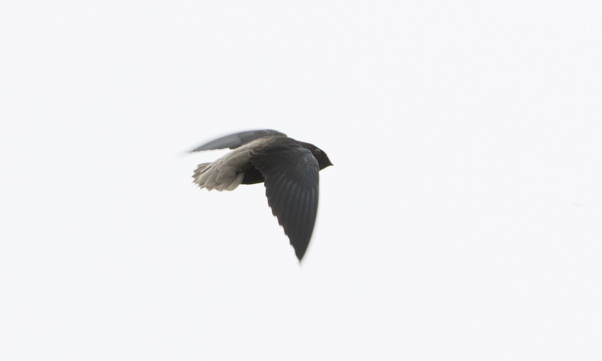 Short-tailed Swift - ML66752441