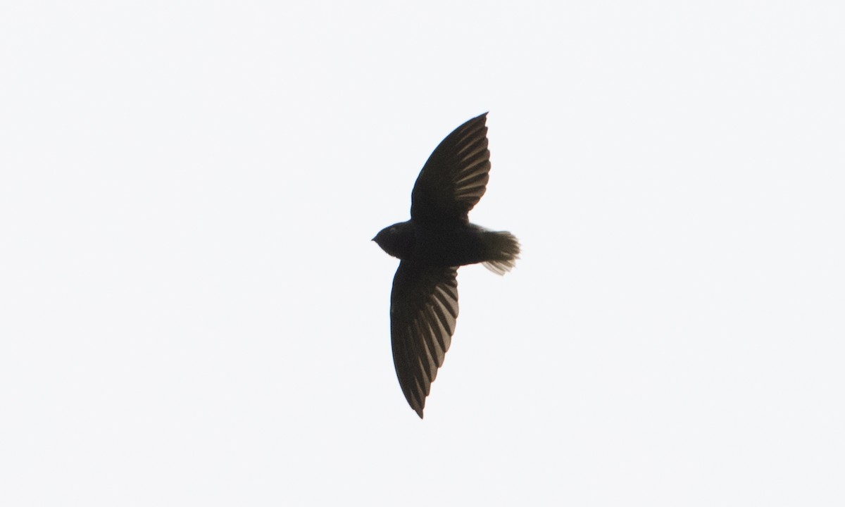 Short-tailed Swift - ML66752451