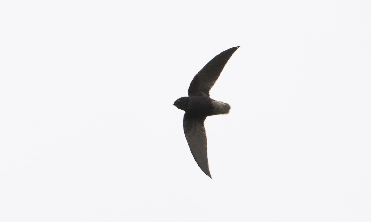 Short-tailed Swift - ML66752461