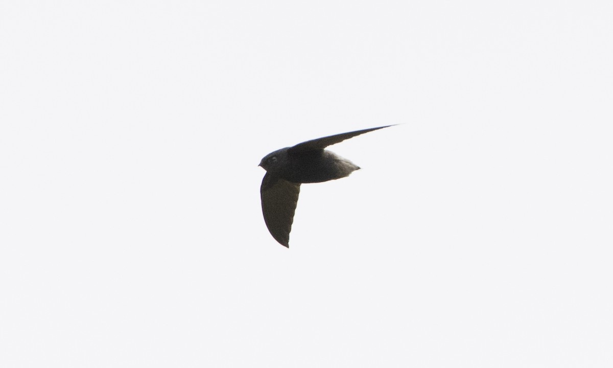 Short-tailed Swift - ML66752491