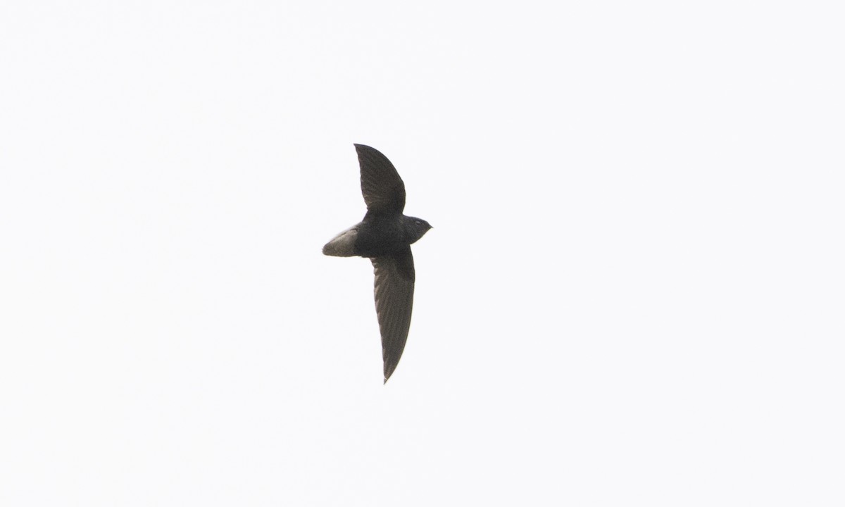 Short-tailed Swift - ML66752501
