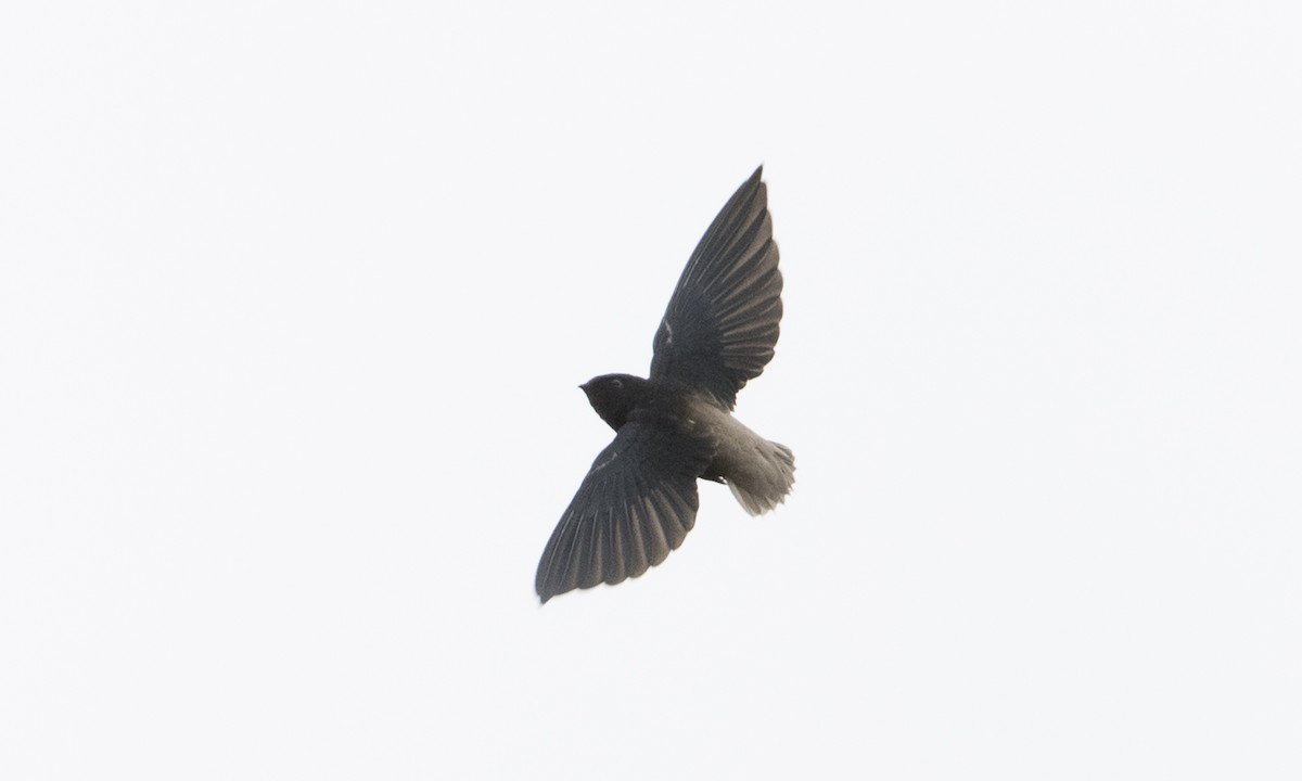 Short-tailed Swift - Brian Sullivan
