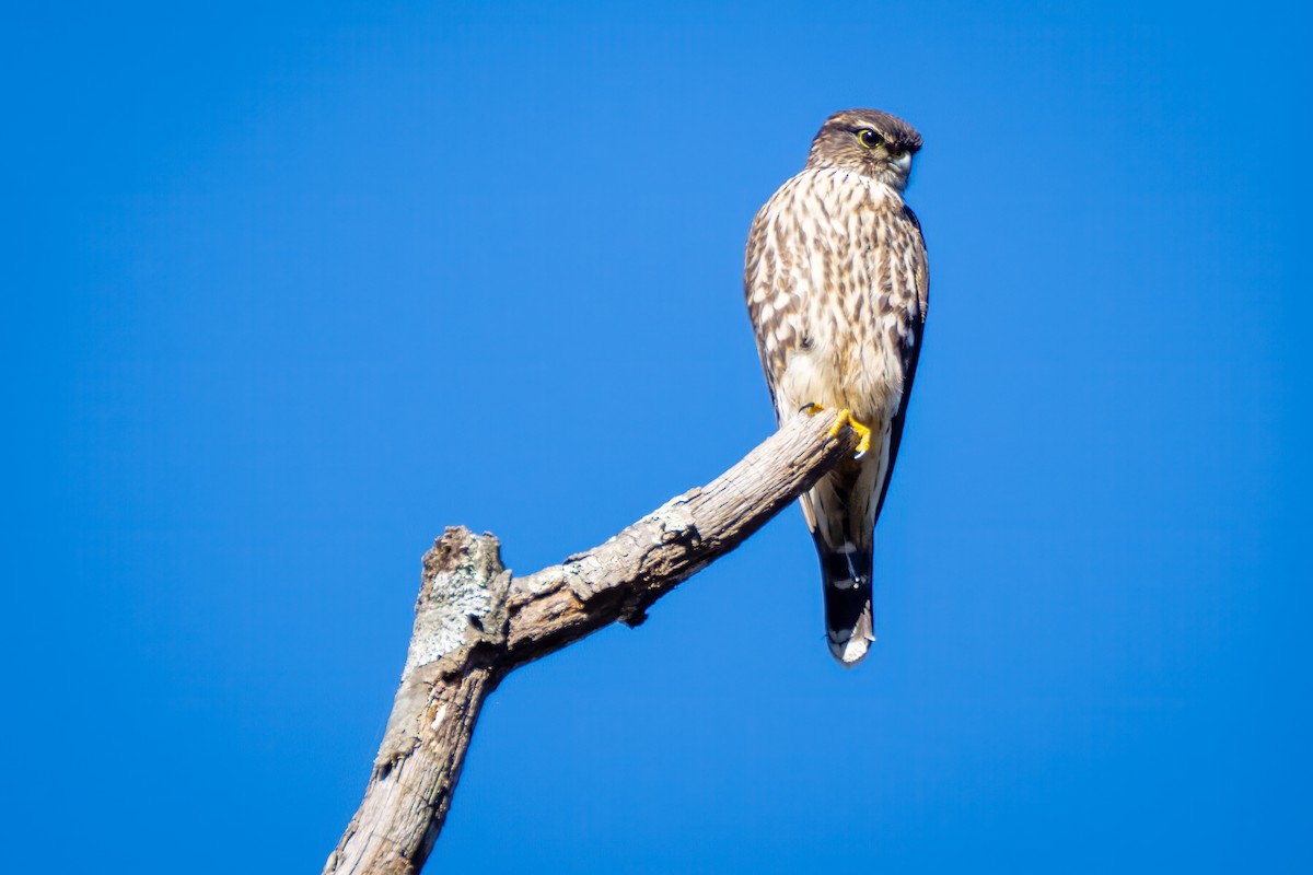 Pennsylvania Bird Atlas Checklist - 24 Oct 2026 - Westtown School (incl ...