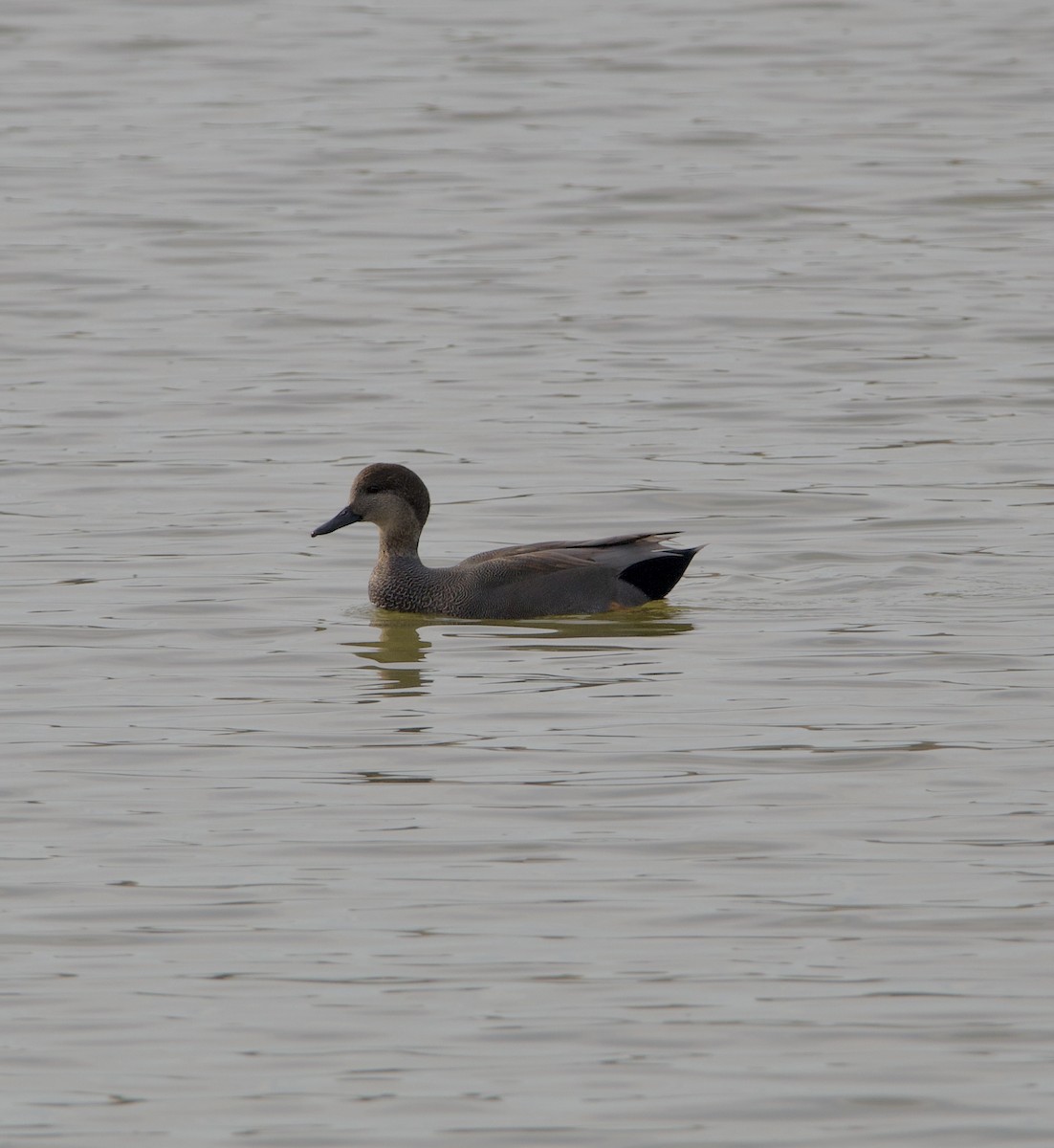 eBird Checklist - 24 Oct 2026 - Crabtree Nature Center - 33 species