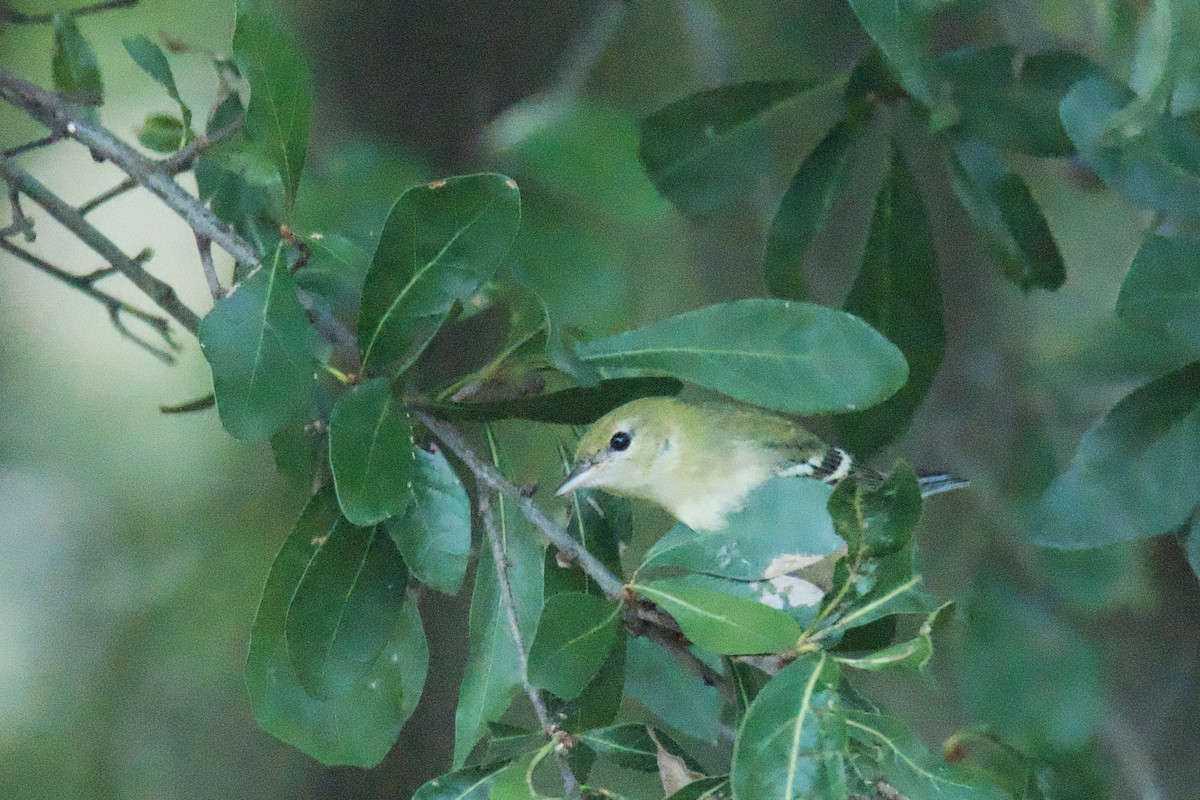 eBird Checklist - 24 Oct 2026 - Boykin Mill Pond (limited access) - 35 ...