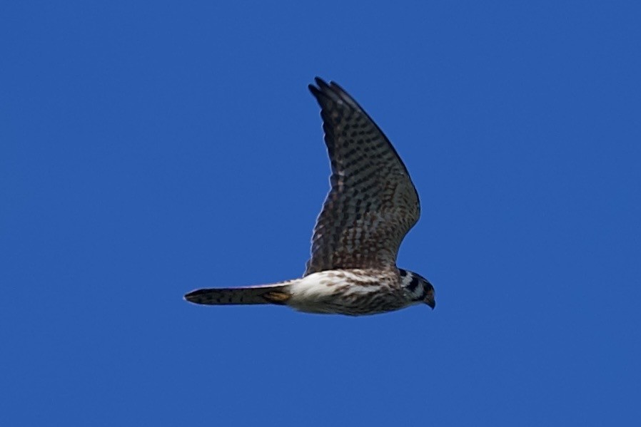eBird Checklist - 24 Oct 2026 - Kendall Indian Hammocks Park - 42 species