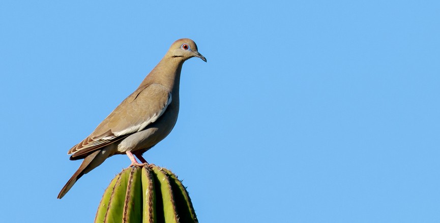 White-winged Dove - Rolando Chávez