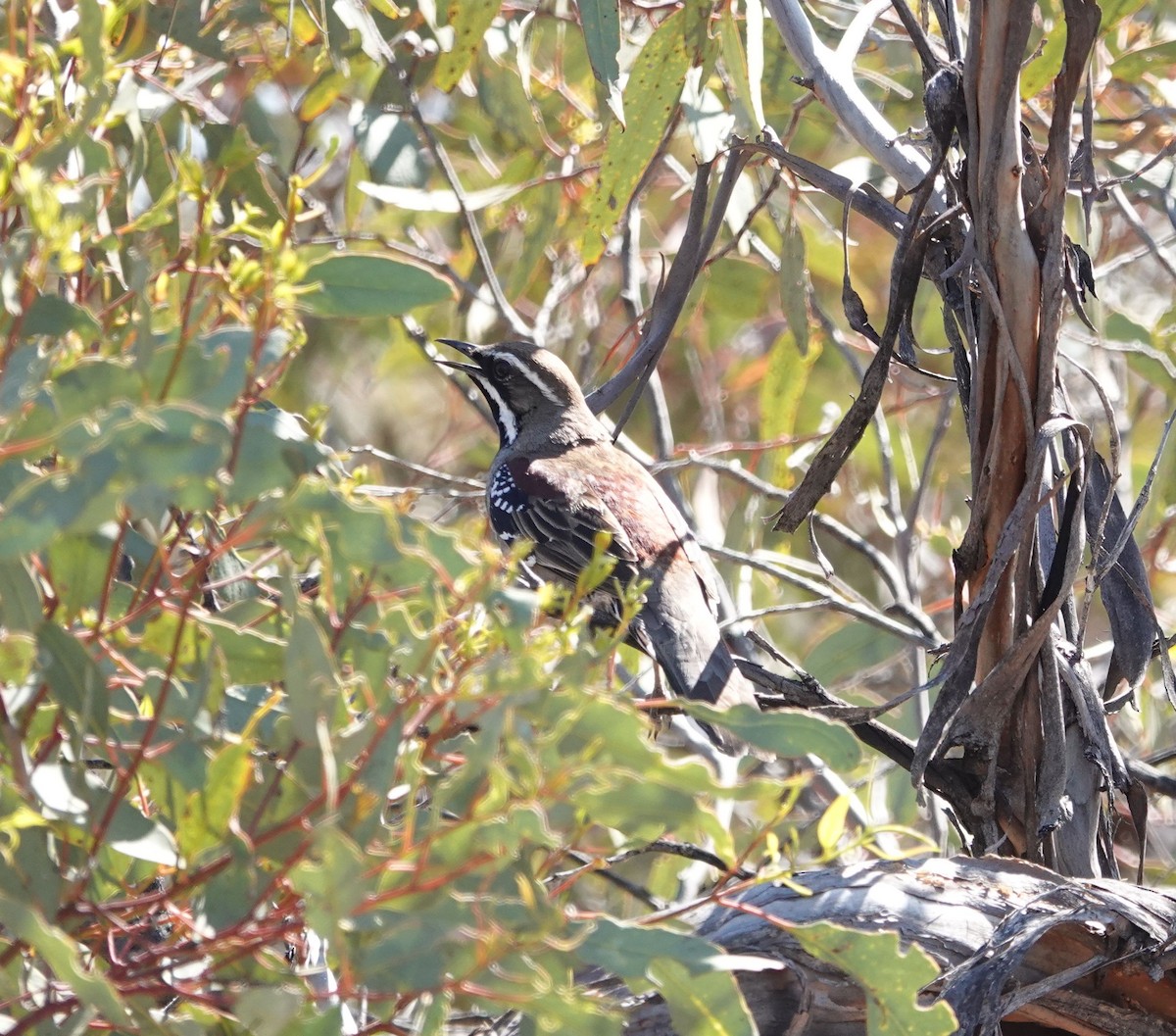 eBird Checklist - 8 Oct 2026 - Hattah-Kulkyne National Park--Nowingi ...