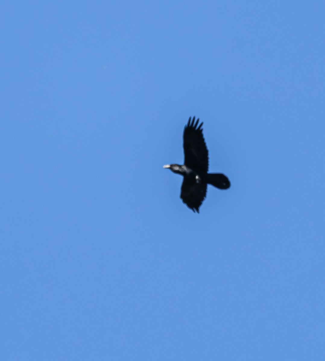 eBird Checklist - 24 Oct 2026 - Two Lick Creek Reservoir--Allen Bridge ...