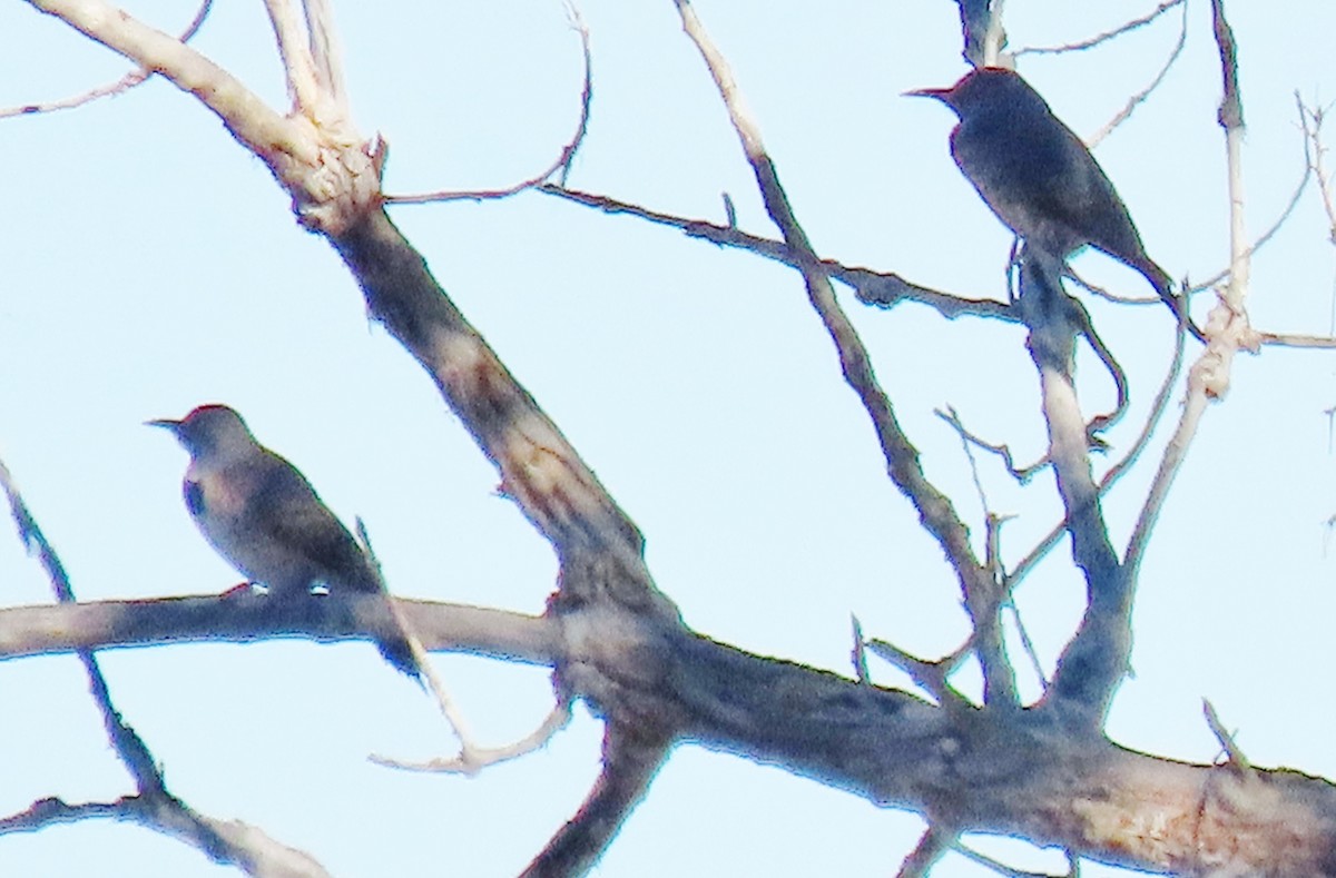 eBird Checklist - 23 Oct 2026 - 642 Magpie Drive, Loveland CO - 16 species