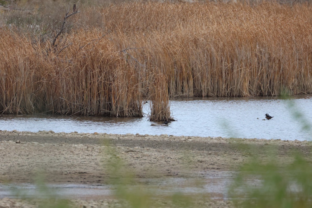 eBird Checklist - 24 Oct 2026 - White Rocks Trail area - 34 species (+1 ...