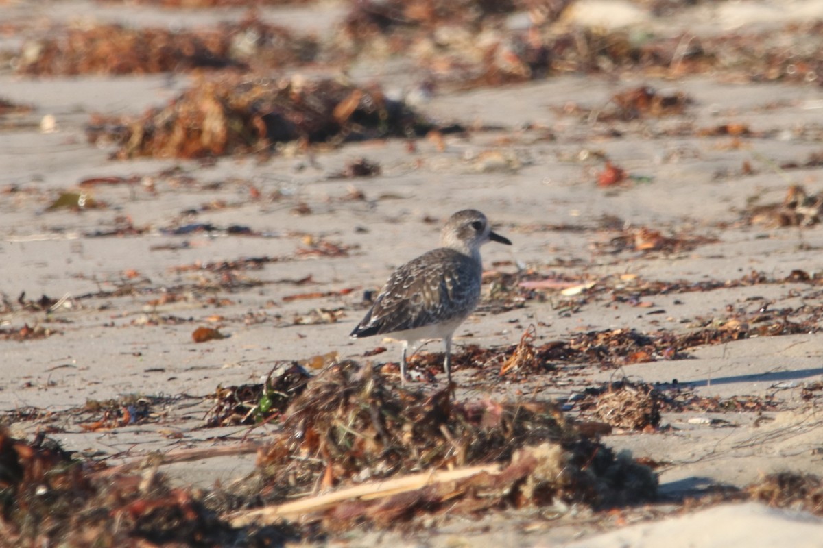 eBird Checklist - 24 Oct 2026 - Santa Barbara Harbor--general - 26 ...