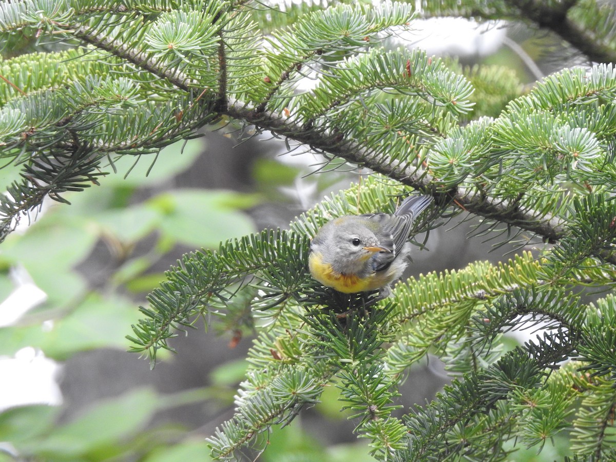 Northern Parula - ML66753451