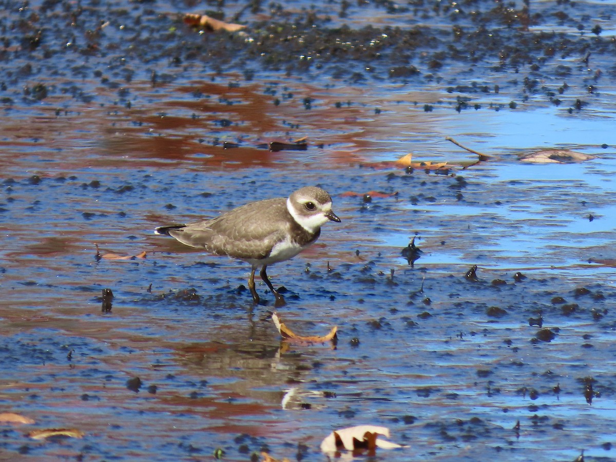 eBird Checklist - 24 Oct 2026 - Arlington Reservoir - 16 species