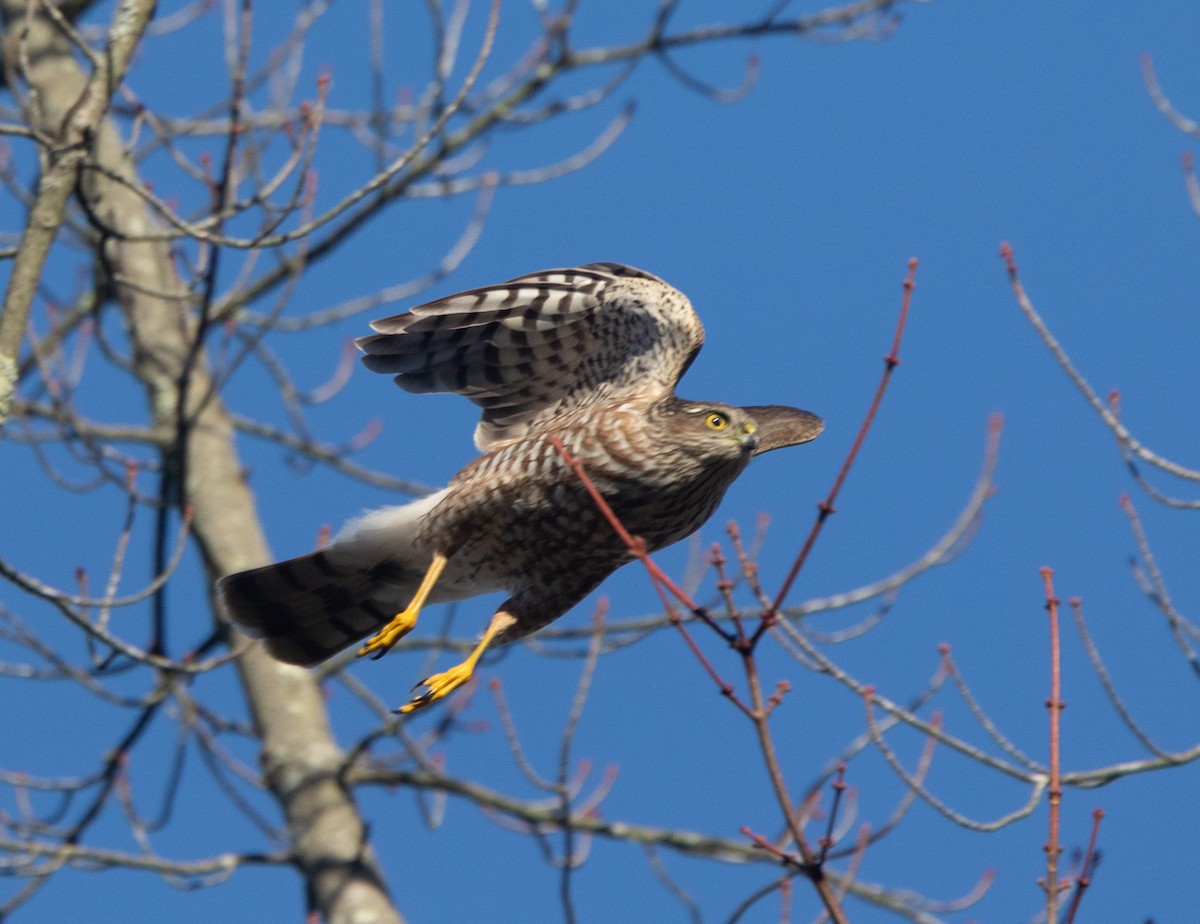 ML667535992 - Sharp-shinned Hawk (Northern) - Macaulay Library