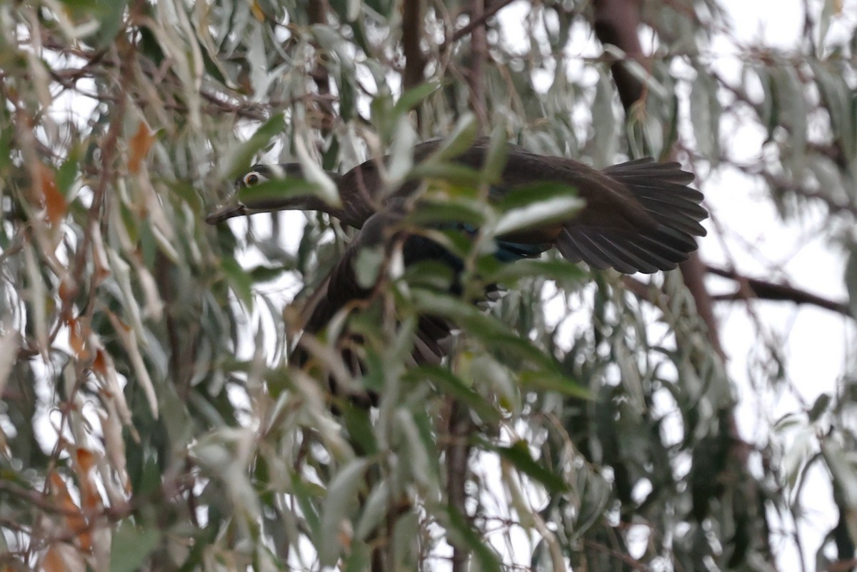 eBird Checklist - 24 Oct 2026 - Runyon/Fountain Lakes SWA - 36 species