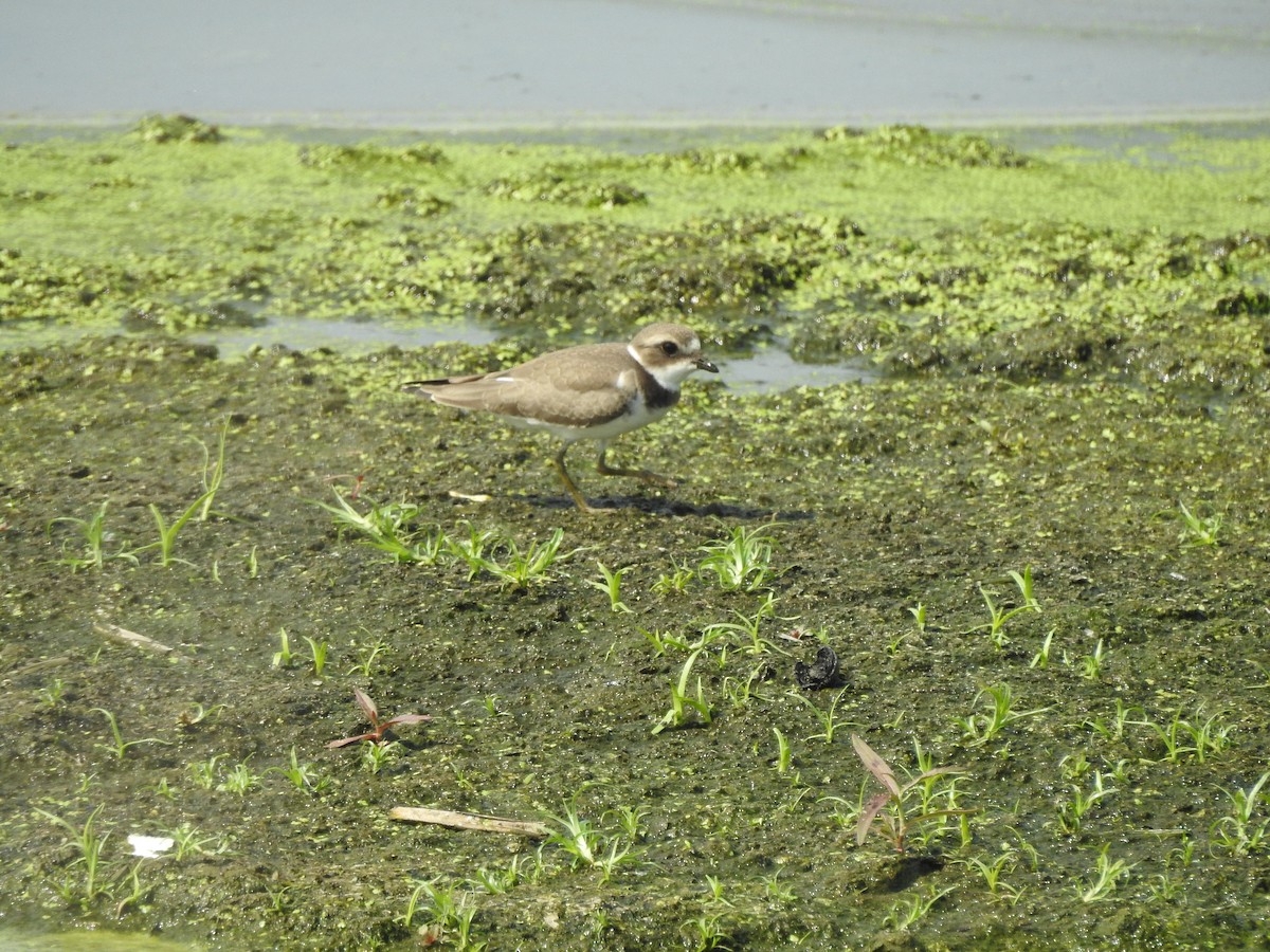 Semipalmated Plover - ML66753851