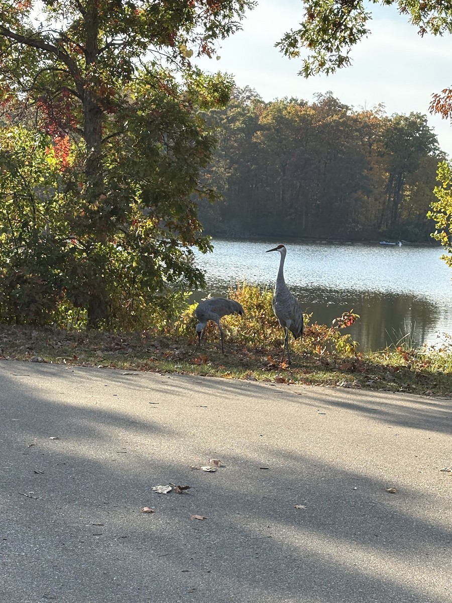 eBird Checklist - 24 Oct 2026 - Kensington Metropark--general (Oakland ...