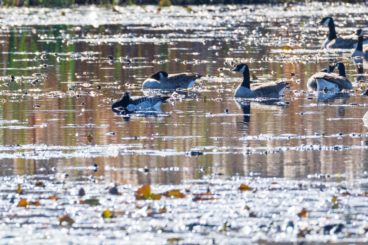 ML667541404 - Barnacle Goose - Macaulay Library