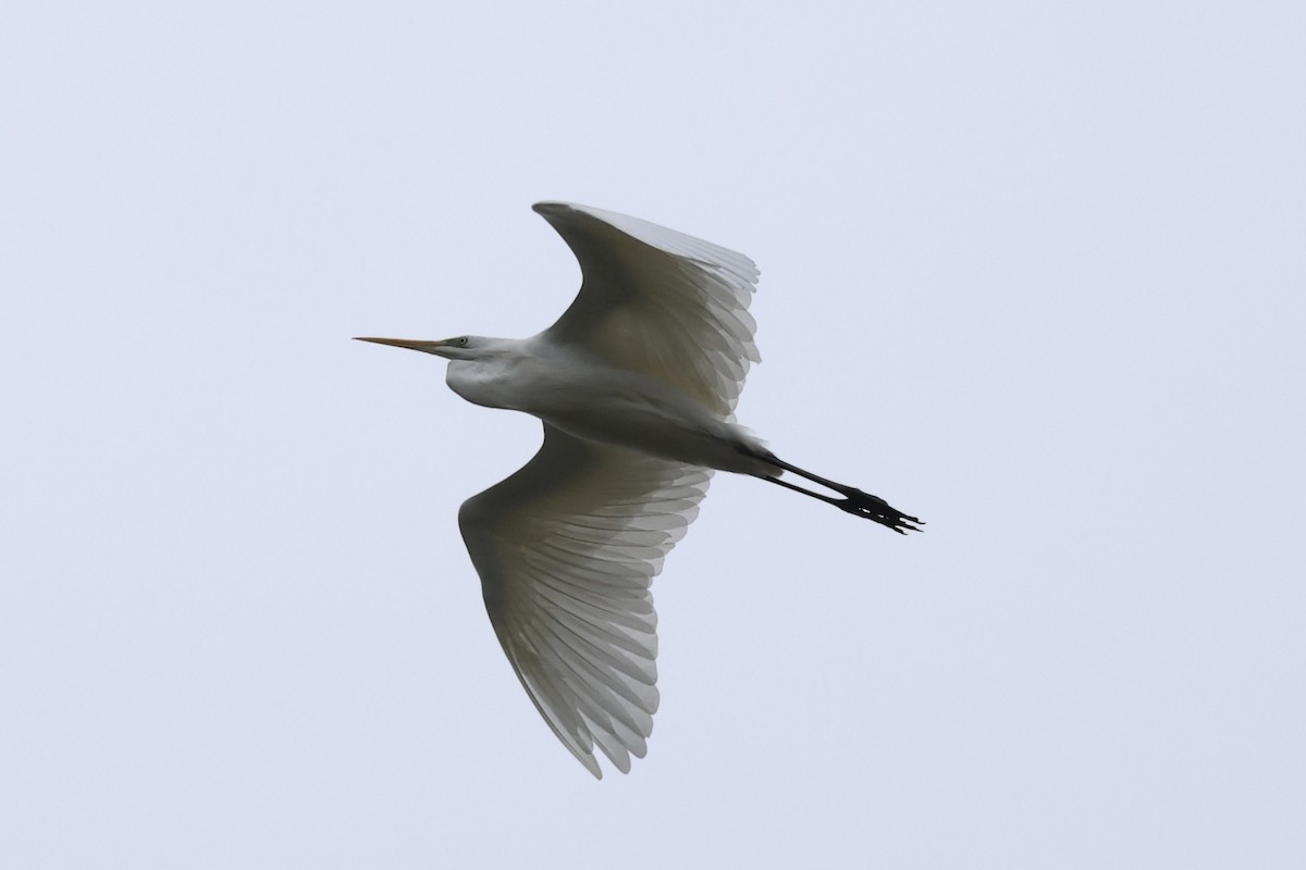 eBird Checklist - 24 Oct 2026 - Rainham Marshes RSPB Reserve, SSSI and ...