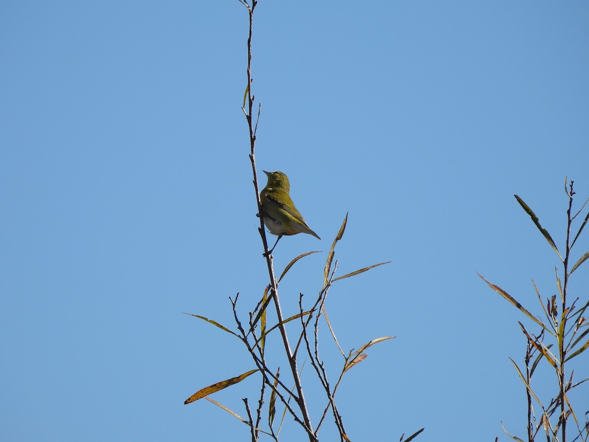 eBird Checklist - 24 Oct 2026 - Fernald Preserve (Hamilton Co.) - 29 ...