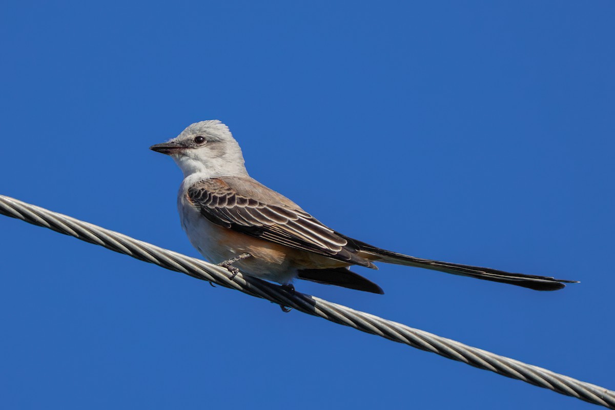eBird Checklist - 24 Oct 2026 - West 8th Street - 5 species