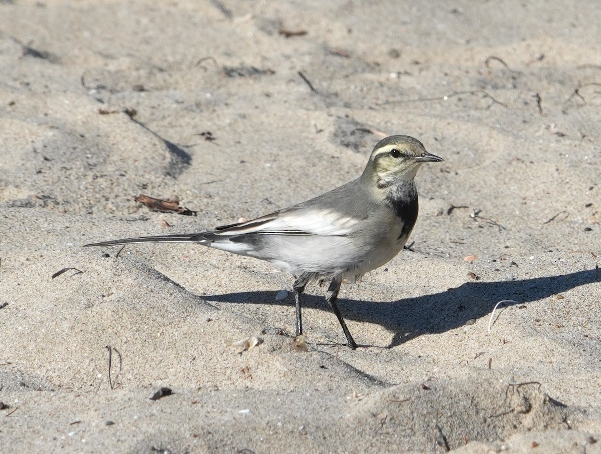 eBird Checklist - 24 Oct 2026 - Leadbetter Beach - 5 species (+1 other ...