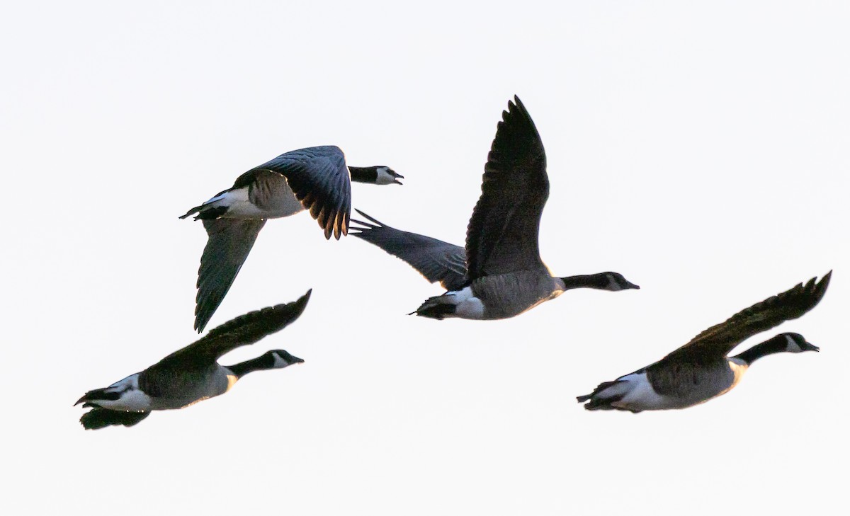 ML667544107 - Barnacle Goose - Macaulay Library