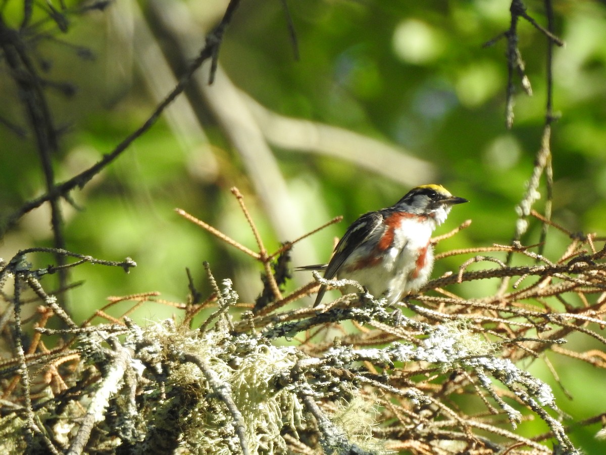 Chestnut-sided Warbler - Nicole Wingfield