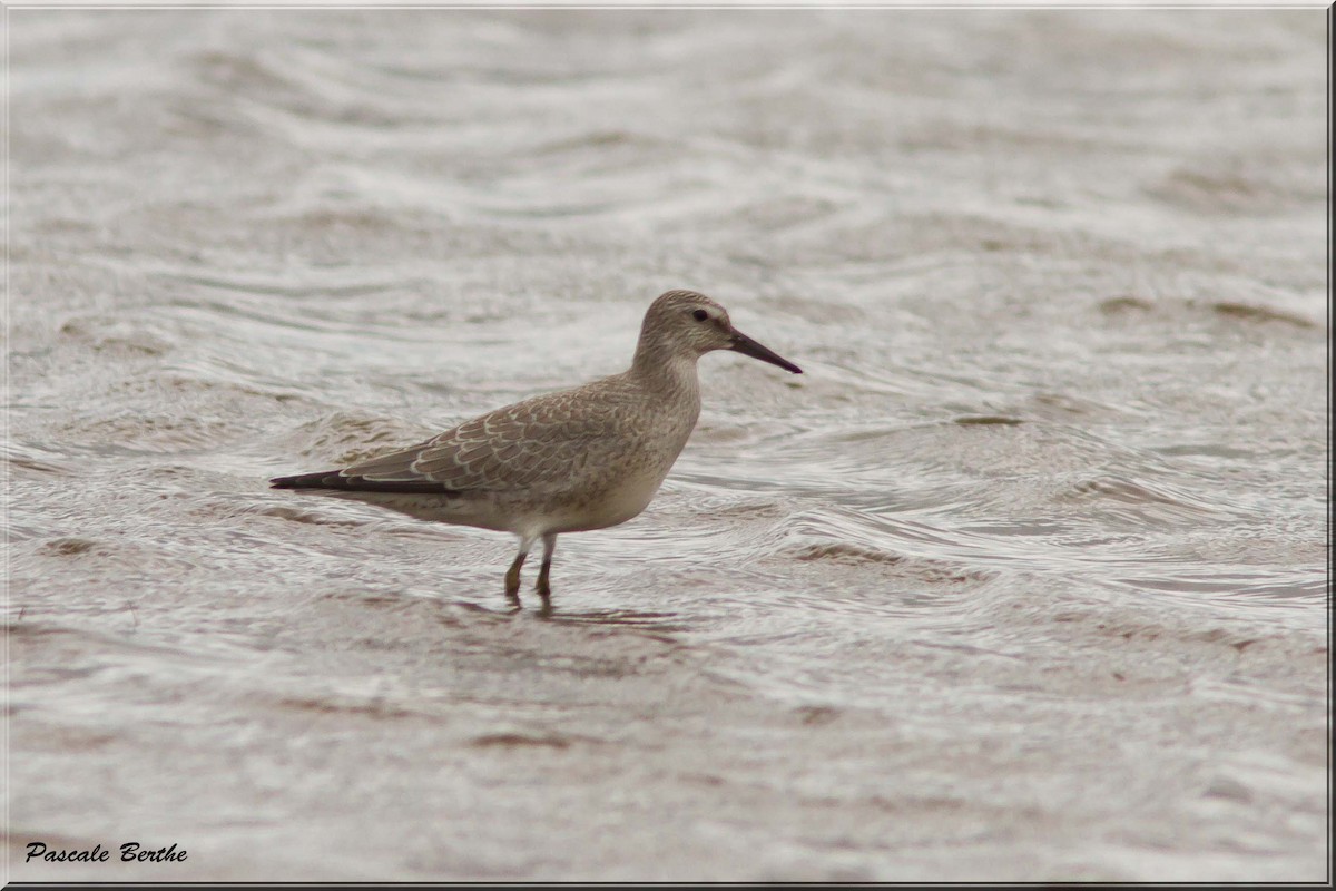 Red Knot - Pascale Berthe